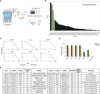 Frequent use of IGHV3-30-3 in SARS-CoV-2 neutralizing antibody responses